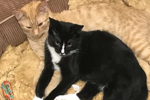 Kitten Has Successful Nursing Career Before Graduating to Forever Home