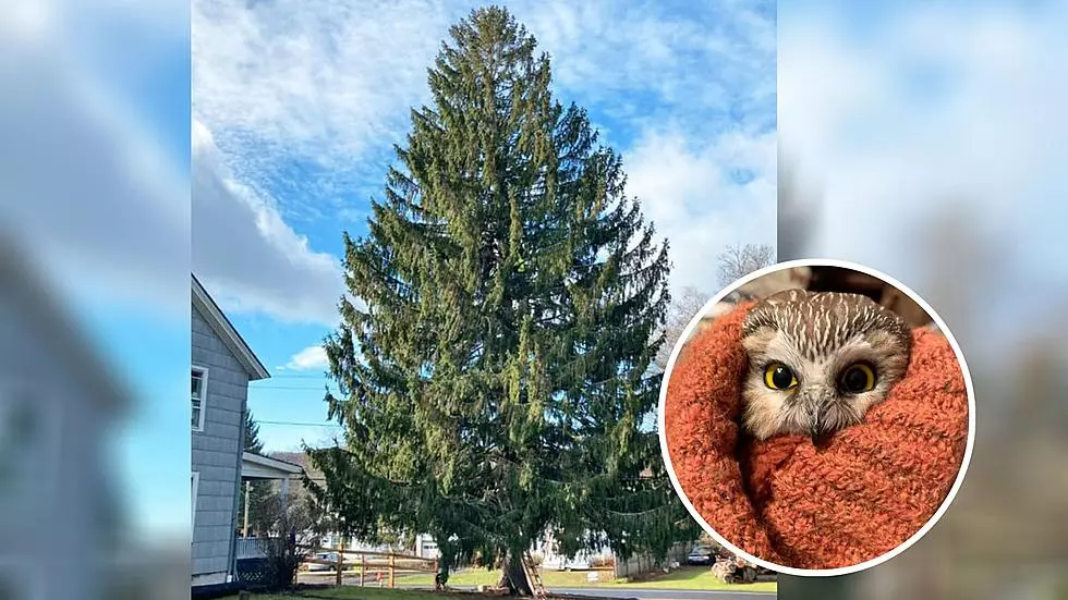 Hitchhiking Owl Rescued in NYC From Rockefeller Center Christmas Tree